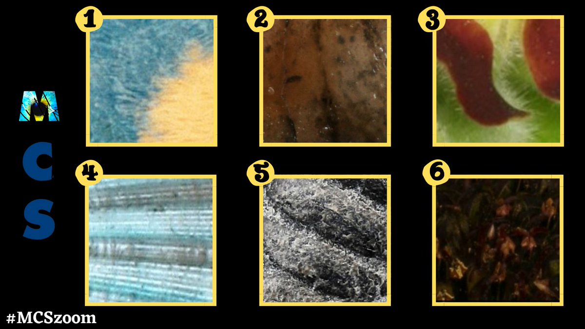 MCS_Sissa's tweet photo. #MCSzoom
π Un quiz, sei immagini, quattro settimane.
β Cosa si nasconde dietro i sei ingrandimenti?
π
Sarai tu il primo ad indovinare? Posta la tua risposta nei commenti.
π Domenica prossima un diverso ingrandimento potrebbe confermare o smentire la tua ipotesi! https://t.co/EBkt7S19dj
