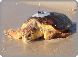 We are searching for a researcher experienced in turtle satellite tagging for an initial 6 month contract tagging turtles in the Red Sea.

Anyone interested pls DM me