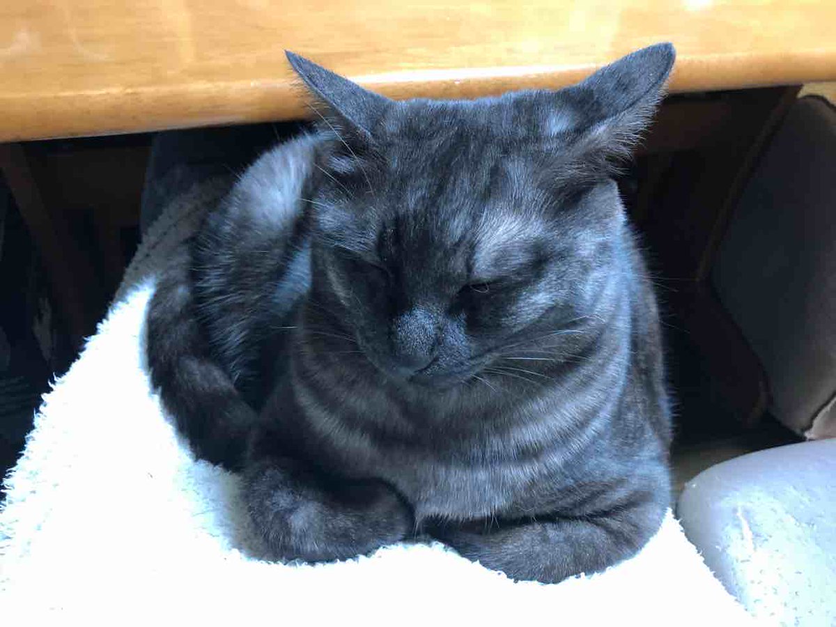 らいにゃ tweet media