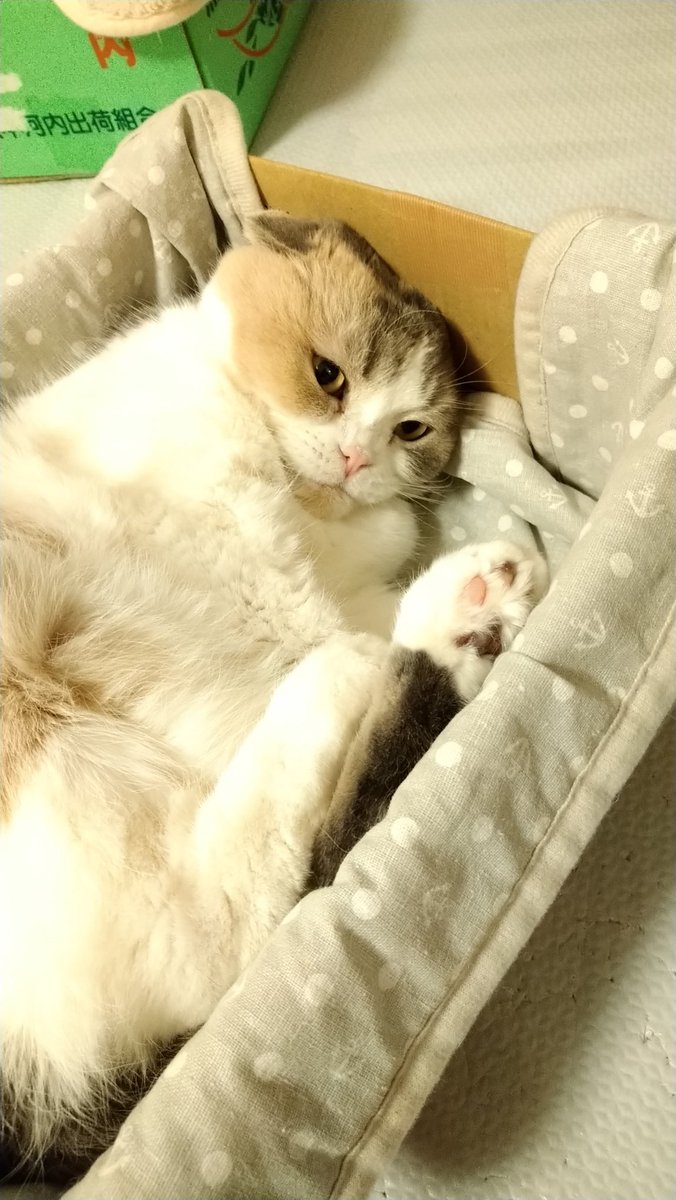 ねこカフェmimi Verisa3773tida Twitter