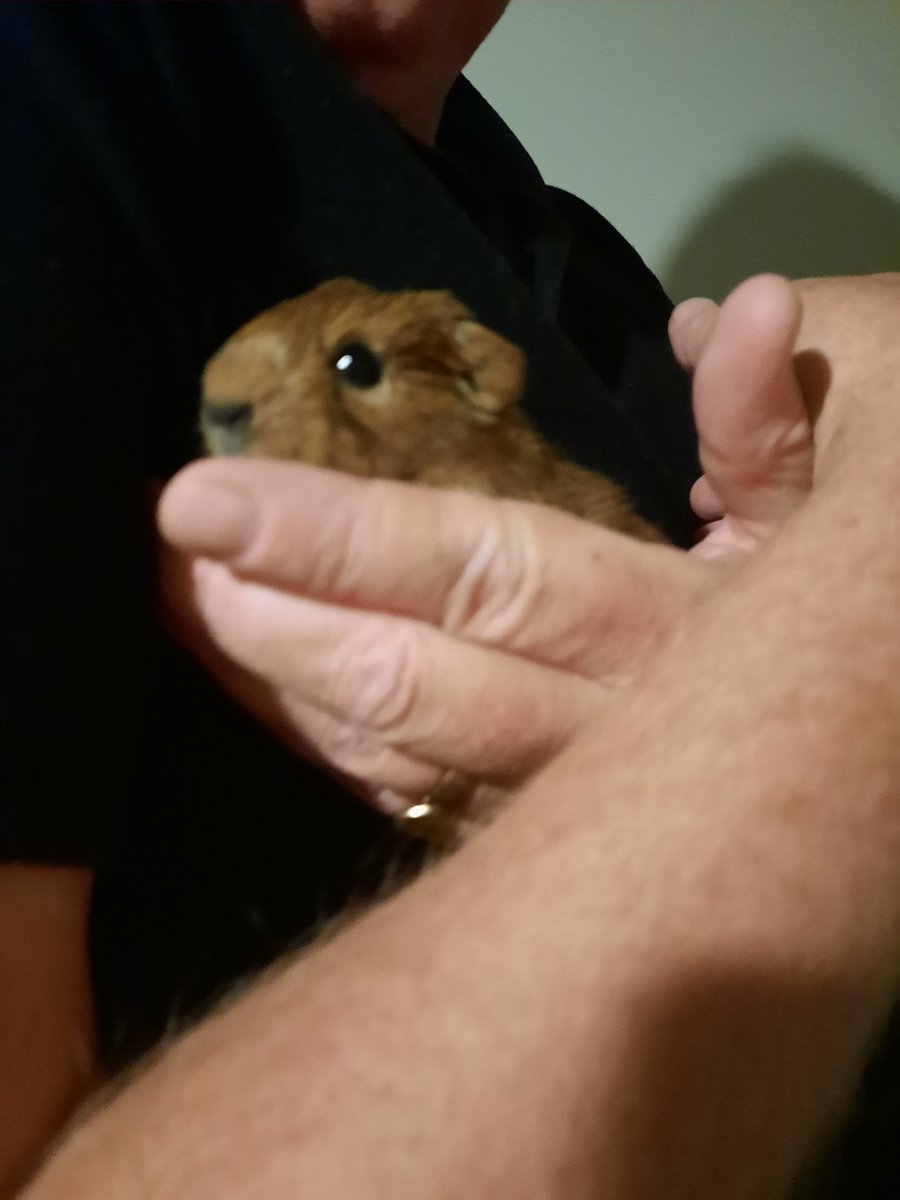 Steve & Karen (@thesandk) on Twitter photo Have you ever witnessed un unexpected birth? Turns out Karen's niece's male guinea pigs are a boy and a girl, and overnight they had a baby!! Have you ever witnessed un unexpected birth? Turns out Karen's niece's male guinea pigs are a boy and a girl, and overnight they had a baby!!