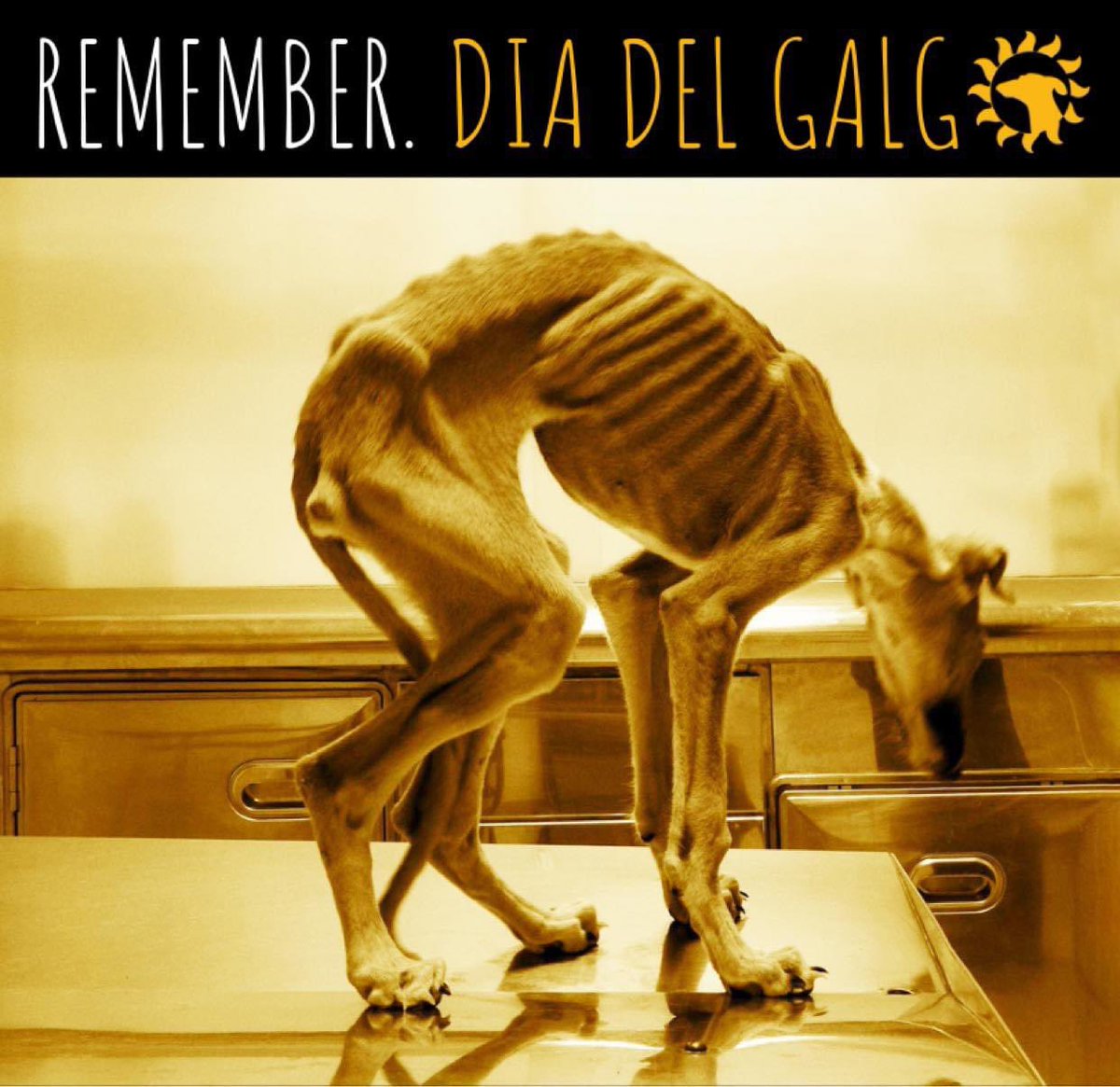 GalgosdelSol's tweet photo. 3/3 Brigitte was a baby thrown onto the streets cos she was weak. Luckily we rescued her to give her a chance. Despite our best efforts we couldn’t save her. She died loved but 1000s don’t. They die agonising deaths alone. Today is DIA DEL GALGO so please share their story🙏🏻😞 https://t.co/qDYWGbE9JM