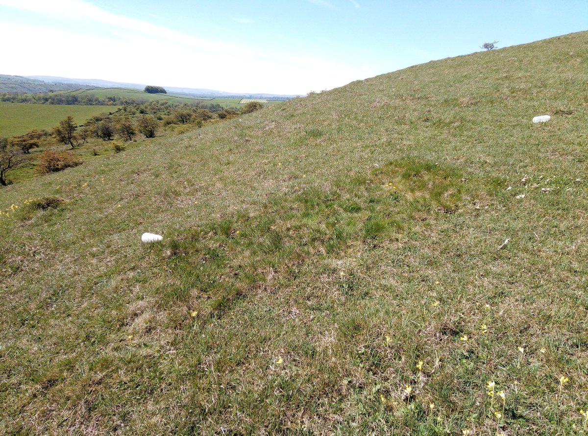 Ecological Continuity Trust (ECT) (@ect_uk) on Twitter photo ICYMI: see ECT's latest blog on grassland responses to climate change (elevated CO2) authored by Chris Taylor
<a href="/sheffielduni/">The University of Sheffield</a> - ecologicalcontinuitytrust.org/wardlow-hay-co… & linked to Wardlow Hay Cop long-term experiment <a href="/Carbon_Chris95/">Chris Taylor</a> <a href="/GarethPhoenix/">Gareth Phoenix</a> <a href="/fluitans/">Stewart J Clarke</a> <a href="/thatali_ecol/">is now @AliJBirkett not @thatali_ecol</a> <a href="/kmaseyk/">Kadmiel Maseyk</a> #ecology #LTER ICYMI: see ECT's latest blog on grassland responses to climate change (elevated CO2) authored by Chris Taylor
<a href="/sheffielduni/">The University of Sheffield</a> - ecologicalcontinuitytrust.org/wardlow-hay-co… & linked to Wardlow Hay Cop long-term experiment <a href="/Carbon_Chris95/">Chris Taylor</a> <a href="/GarethPhoenix/">Gareth Phoenix</a> <a href="/fluitans/">Stewart J Clarke</a> <a href="/thatali_ecol/">is now @AliJBirkett not @thatali_ecol</a> <a href="/kmaseyk/">Kadmiel Maseyk</a> #ecology #LTER