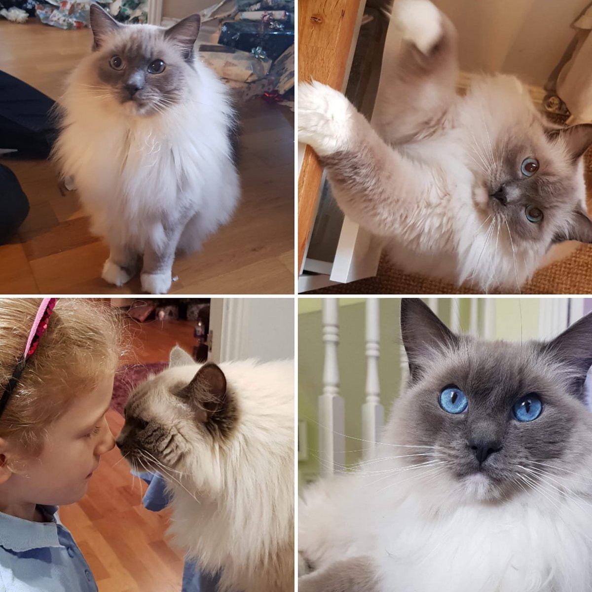 _How_Charming_'s tweet photo. ** Nyan is still missing **

Nyan has been missing almost a week now and we are desperate to get him home.

#Cleckheaton #Heckmondwike #Wyke #LostCat #WestYorkshire #Mirfield #Birkenshaw #Liversedge #Drub #Gomersal #Hightown #Spen #CatsOfTwitter https://t.co/yDIiFRMNGb