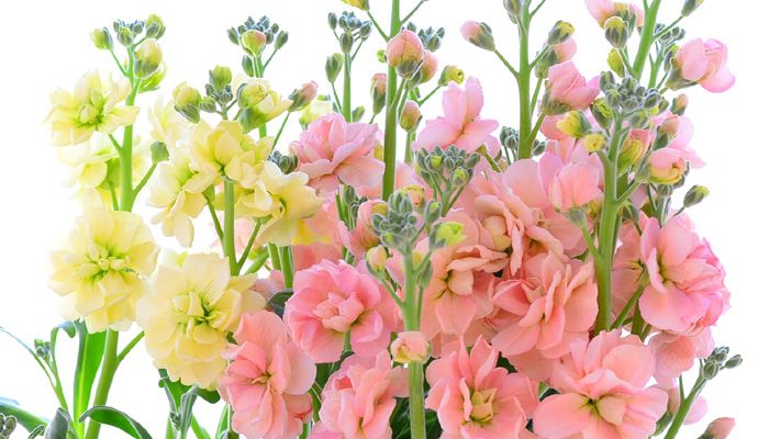 Lovegreen Ecストアオープンしました 日持ちする花を最後まできれいに見せる４つのお手入れポイント T Co Zra96wv10d 生花は種類によって花の日持ちが様々です 今回は もともと日持ちのする花を最後まできれいに見せる4つのお手入れポイントを