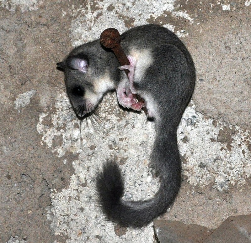 KotrschalA's tweet photo. PhD- Position with edible dormouse cognition in Vienna 🤓💤🐭 Very cute animals, great group, great place! https://t.co/zKt3lnvs6D