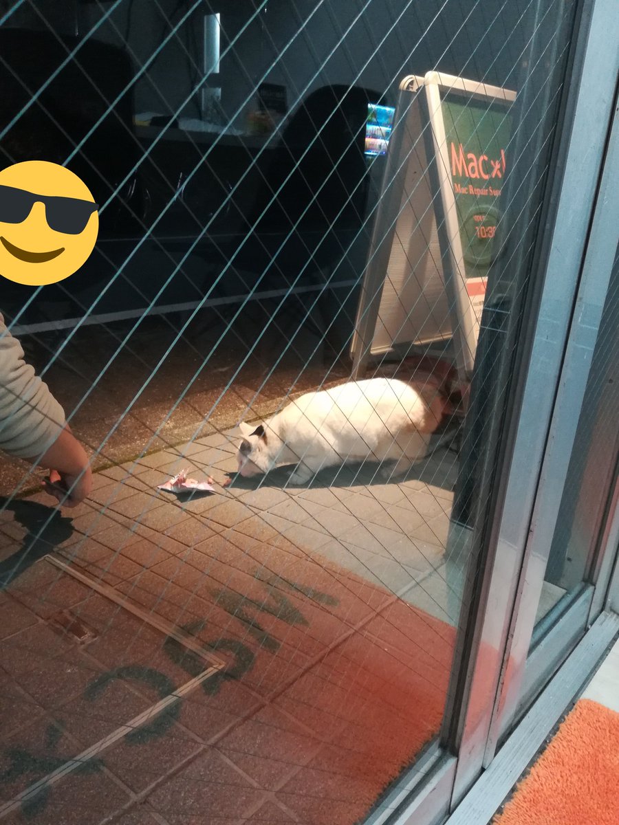 MaclabM's tweet image. 本日、可愛らし💓お客様来店致しました☺️#MacLab #MacBook #Air #Pro #Mac修理 #SSD #メモリ #猫