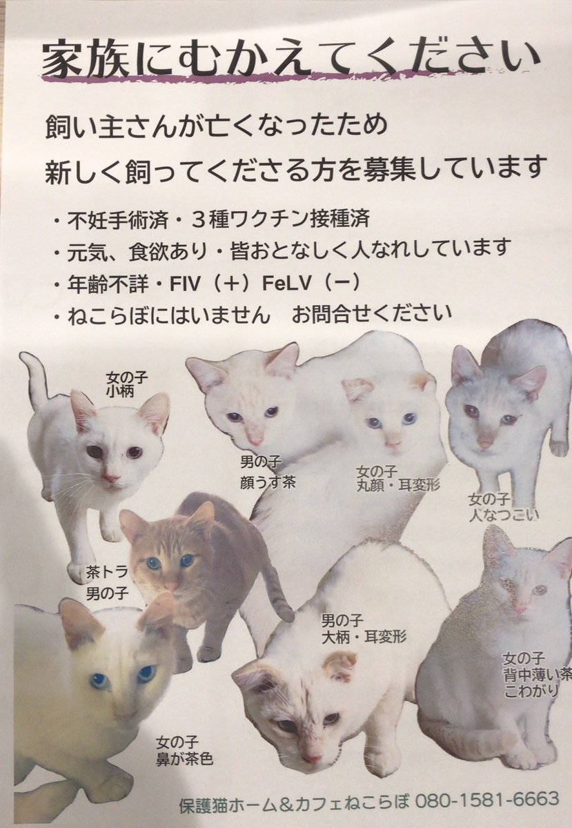 ねこらぼ あんじょう地域ねこの会 Anjo Chiikineko Twitter ねこらぼ あんじょう地域ねこの会 Anjo Chiikineko Twitter