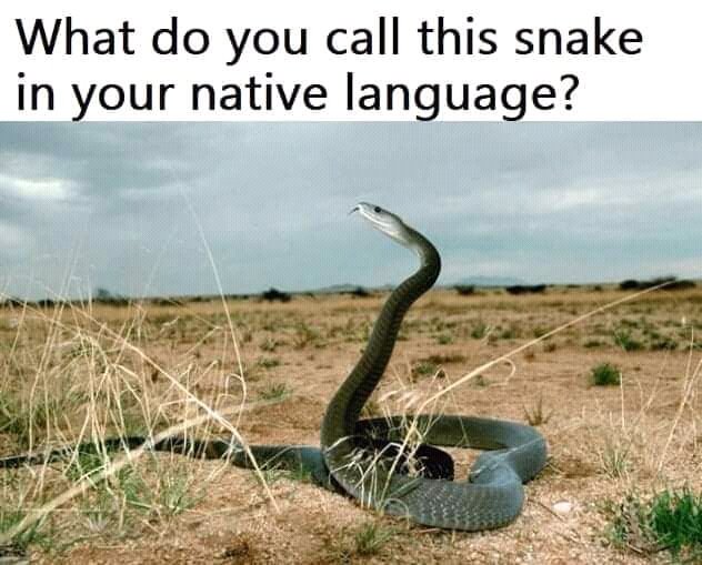 змея среда обитания. змеи крыма. змея среда обитания. гадюка ползучая. змеиное гнездо гадюки.