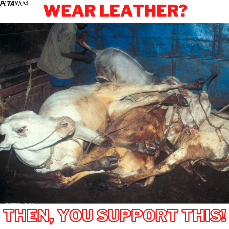 PetaIndia's tweet photo. Illegally crammed into severely crowded trucks, many cattle, including mothers and calves, are trampled or gored during the long journey to slaughter.
All this is so you can wear leather products!
#SayNoToLeather #BeLeatherFree #WearYourOwnSkin #VeganFashion