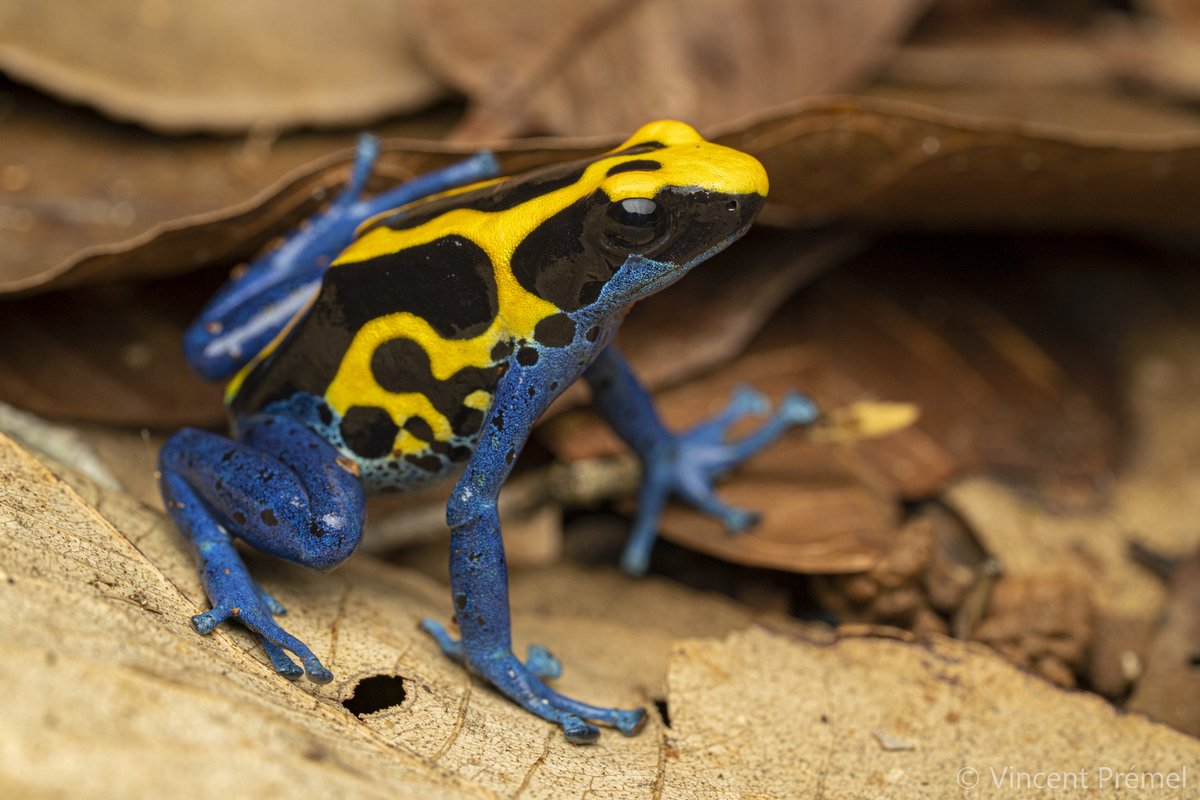 #Dendrobates tinctorius from French Guiana
#frog #amphibians #poisondartfrog
vincentpremel.com