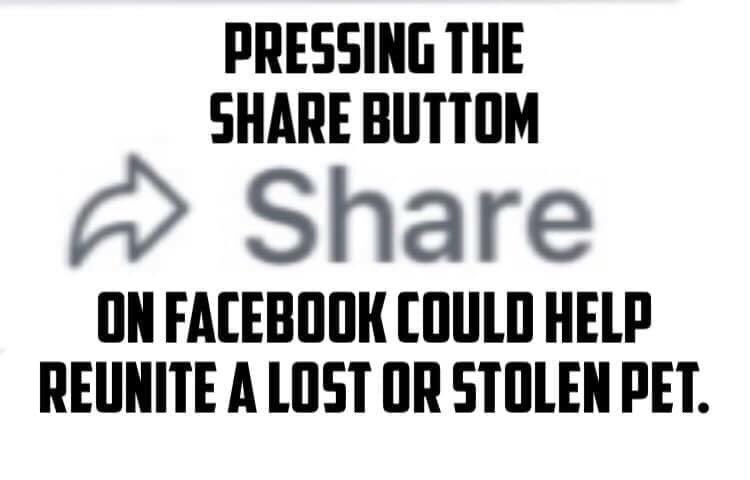 In seven days time Deb and Olly will have been searching for #Kemo for THREE YEARS. 3 years of living this daily nightmare and cruelty of #PetTheft he had been with them since an 11 week old pup and lived with his family for 2 1/2 years
It’s #Nevertoolate to #Dotherightthing #RT
