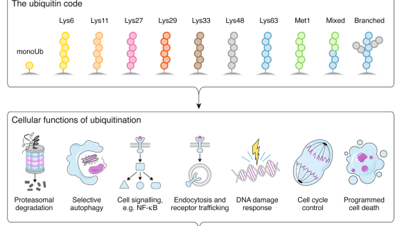 Rune Busk Damgaard (@rbdamgaard) on Twitter photo Delighted to share and highlight the Special Issue on Ubiquitin Signalling in Health and Disease now published in Cell Death & Differentiation <a href="/cddpress/">CDD press</a> that I edited together with <a href="/melino_G/">gerry melino</a> <a href="/FraPenti/">Francesca Pentimalli</a>. Here👇 is a THREAD🧵 #Tweetorial on the outstanding papers in this collection! Delighted to share and highlight the Special Issue on Ubiquitin Signalling in Health and Disease now published in Cell Death & Differentiation <a href="/cddpress/">CDD press</a> that I edited together with <a href="/melino_G/">gerry melino</a> <a href="/FraPenti/">Francesca Pentimalli</a>. Here👇 is a THREAD🧵 #Tweetorial on the outstanding papers in this collection!