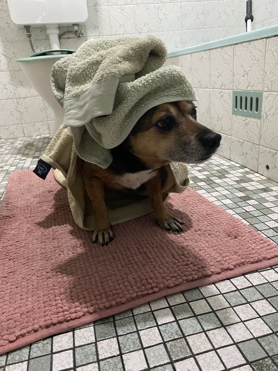 JessieTheLabDog's tweet photo. #selfcare is important when you spend all day caring for others #relax #therapydog https://t.co/JhehjUIuNx