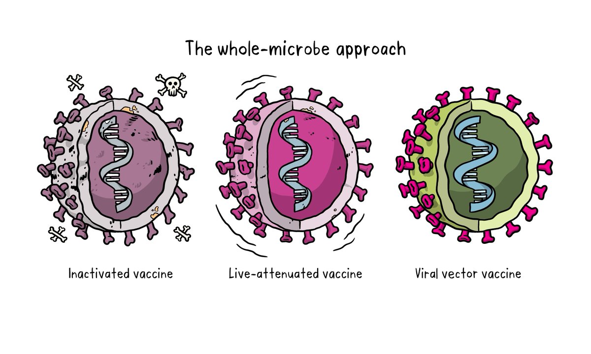 The whole-microbe approach uses a whole virus/bacterium to design a vaccine. It can be divided in 3 categories: Inactivated vaccine (how flu &  #polio vaccines are made) Live-attenuated vaccine Viral vector vaccine (how  #Ebola vaccine is made) http://bit.ly/3caqsDW 