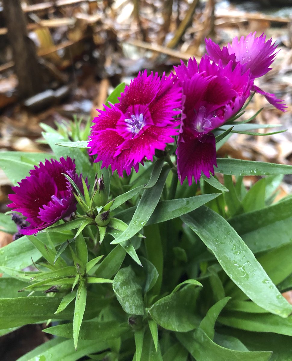 ilenagm's tweet photo. #MondayMotivation #Dianthus #winterflowers #gardening I love dianthus in my garden for winter color in my zone. It comes in a rainbow of colors 🌈 I have the hot pink ones near my patio .💕 https://t.co/2aSL3FrEr1