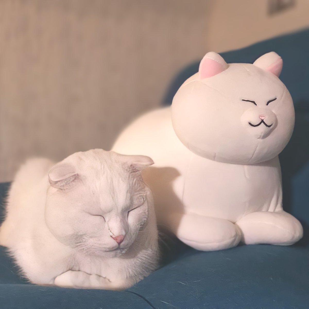 찰떡 고양이 두 마리