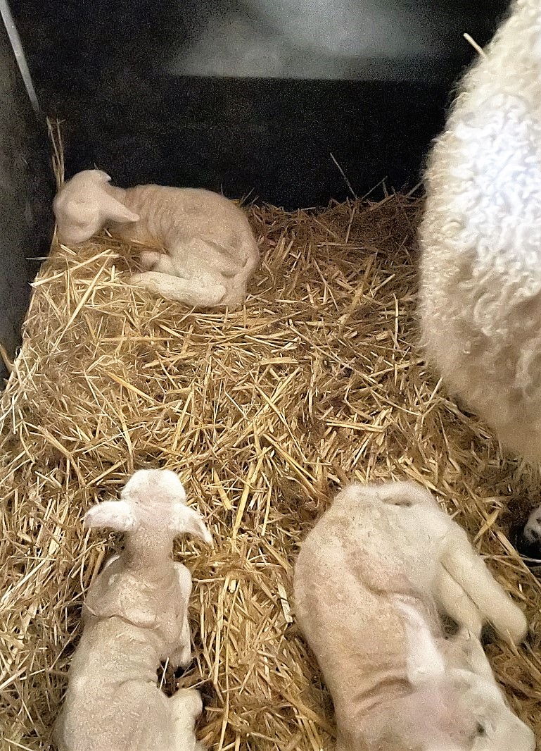 ripleystthomas's tweet photo. 🐑Spring is on the way and here's something lovely to give our wellbeing a boost! 

Our Ripley Farm first lambs and QUADS at that! Is this a first Mr Bush? More pics to come with our bumper year of lambs (when they arrive) 

#springatlast #firstlambs #ripleyfarm #wellbeing https://t.co/LRbTULrEz5
