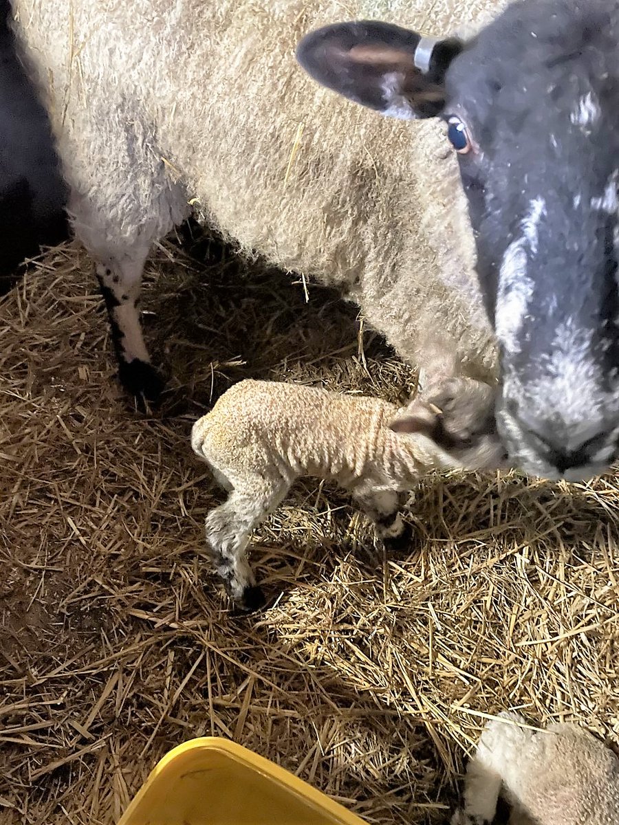 ripleystthomas's tweet photo. 🐑Spring is on the way and here's something lovely to give our wellbeing a boost! 

Our Ripley Farm first lambs and QUADS at that! Is this a first Mr Bush? More pics to come with our bumper year of lambs (when they arrive) 

#springatlast #firstlambs #ripleyfarm #wellbeing https://t.co/LRbTULrEz5
