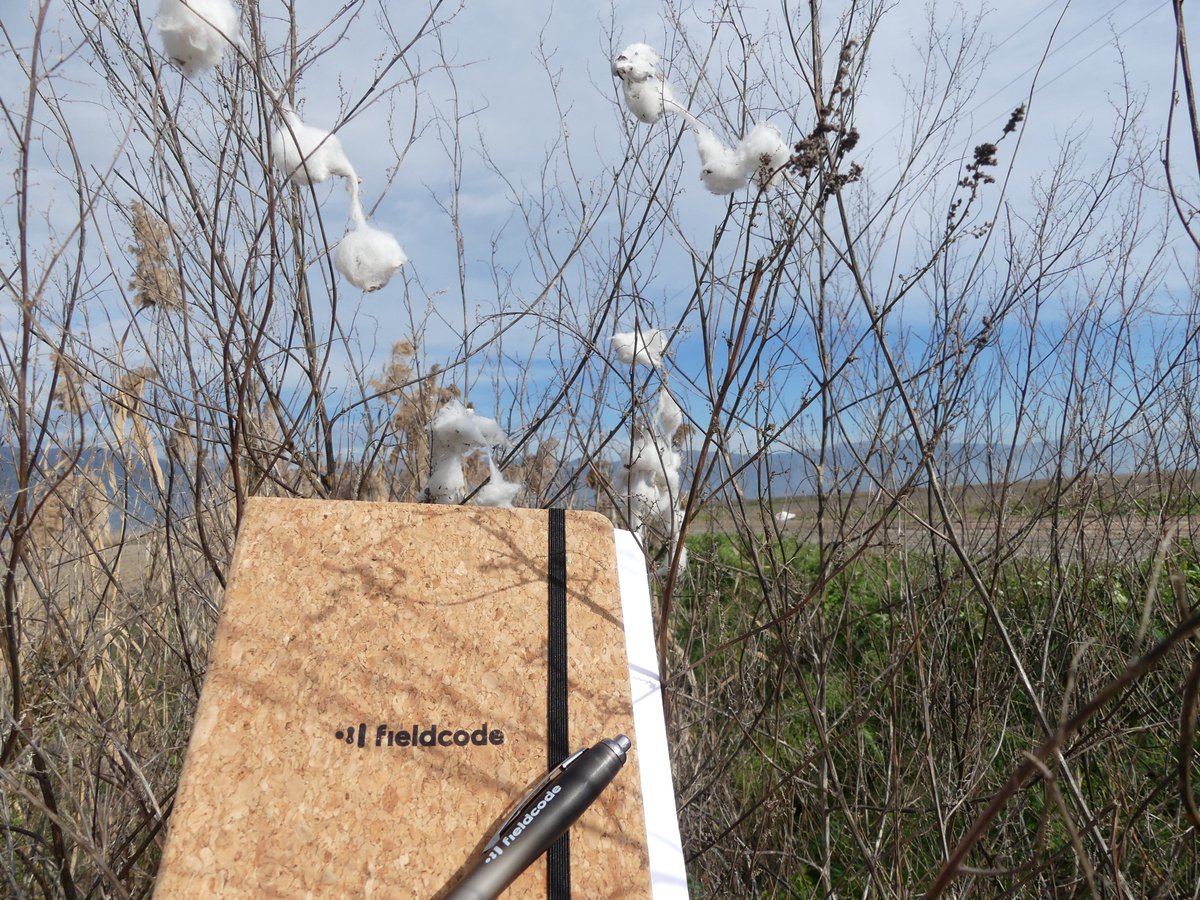 IngridSmet_geo's tweet image. After 4 months of quietly setting up a (by now EU scale!) project for terrestrial enhanced weathering, I am excited tp share some teaser images of the first field visit in Greece :-)
#Fieldcode #ProjectCarbdown #CarbonNegative #CDR #EW #cottonfarming #Greece