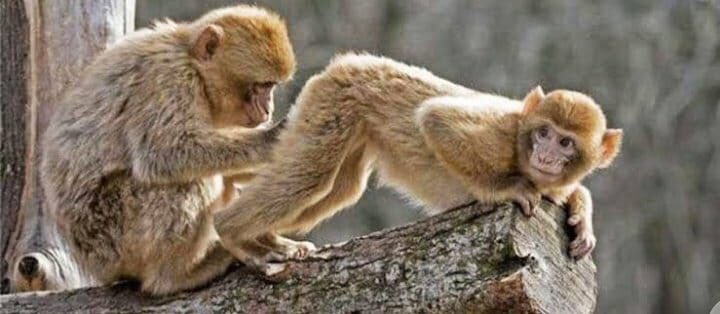 Макака с гитарой. The monkey is funny. The monkey is funny. Косоглазая обезьяна. Ленивая обезьяна.