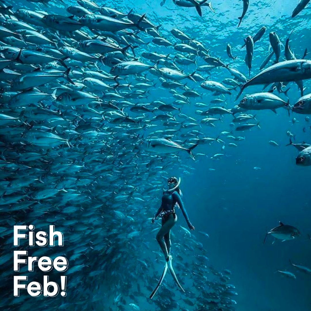 theoceanbottle's tweet image. #FishFreeFebruary aims to raise awareness of the immense global threat eating seafood has on our oceans. We want you to go #fishfree this February to reduce the impact your diet has on our ocean! 💙