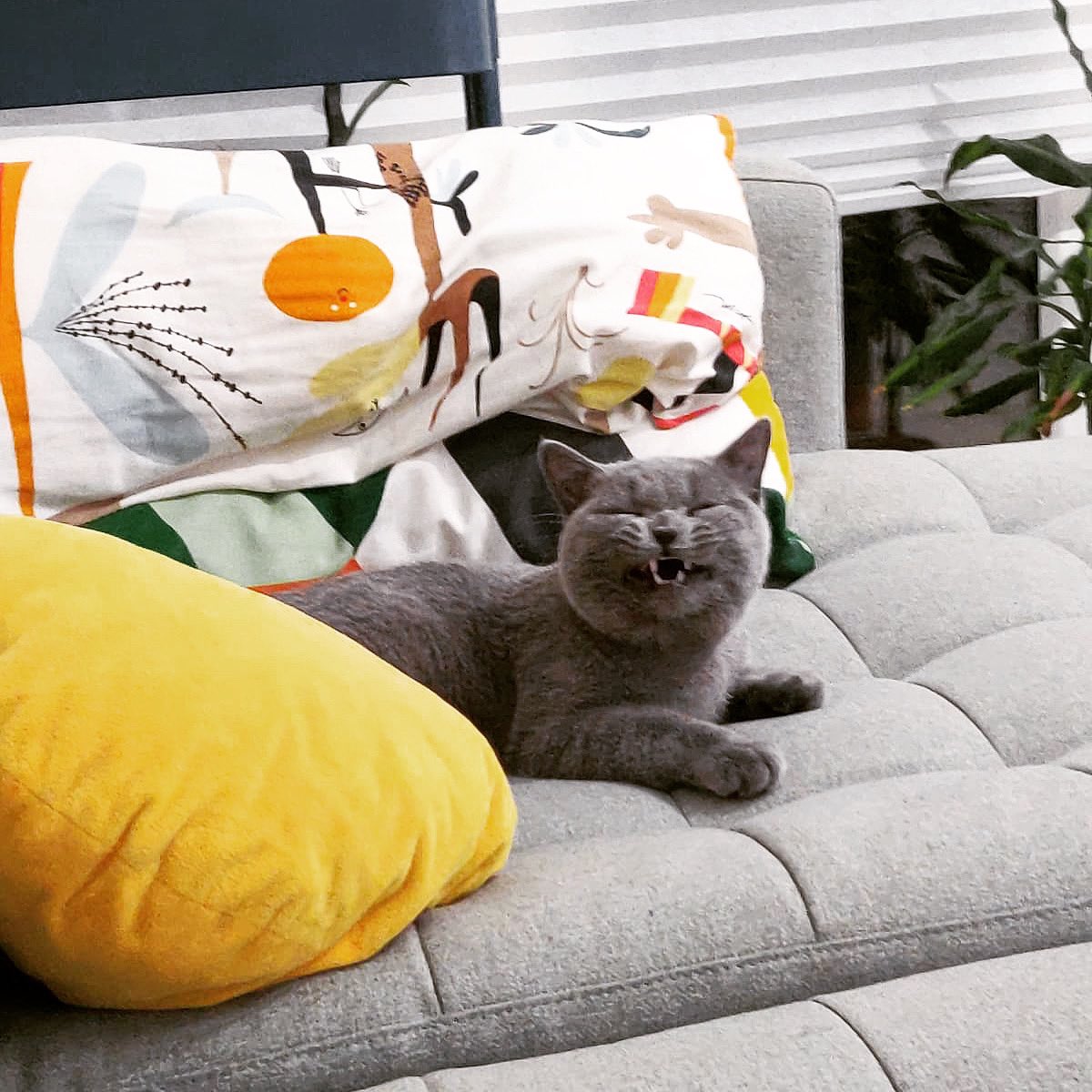 tdrvdesign's tweet photo. My kitten just became the new cat meme🙀🤣😅😅😅 #CatMeme #womanyellingatacatmeme #meme #CatsOfTwitter #catgirlcapitalism #Caturday #cat https://t.co/28zO7FiQti