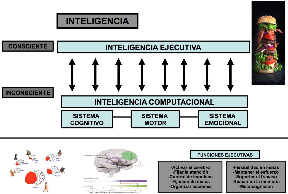 Estevez_Fer's tweet photo. De la hamburguesa de las teorías de la inteligencia a desgranar el juego al detalle. 
Felicitaciones a los alumnos del curso federativo Entrenador Profesional (Aula Granada @cedifa ) por la profundidad y la calidad de los trabajos realizados en mi corta asignatura.
Preparados ⚽️ https://t.co/2SxHIz61lB