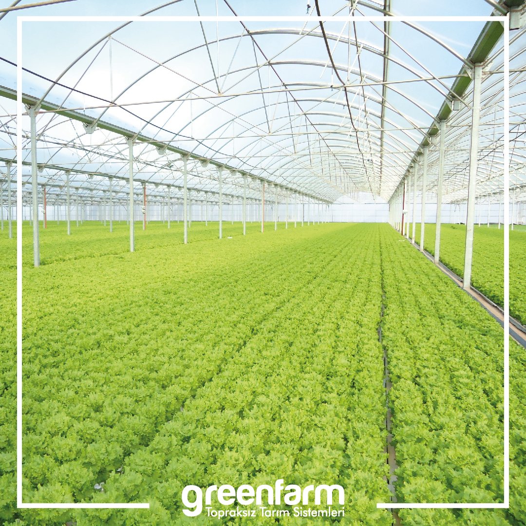 greenfarmtr's tweet photo. Topraksız tarımda birim alanda ki bitki sayısı artırılabilir. Topraklı tarımda bitki sıklığını etkileyen faktörler toprak ve ışıktır. Toprak devreden çıktığı için ışığın sorun olmadığı yerlerde sık dikim yapılabilir.
.
.
.
.
.
.
.
.
.
#hydrophonic #topraksıztarım
#lettuce #insta https://t.co/Sp46DmcvTw