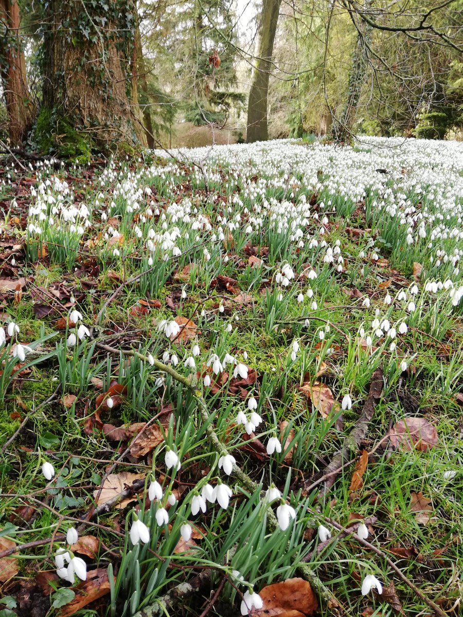CANCELLED - SNOWDROP SUNDAY 

It is with great regret that we have decided to cancel this year's Snowdrop Sunday due to the ongoing pandemic. 

This decision was not taken lightly, and we hope to see you all back at Chillington Hall very soon, and in happier circumstances.
