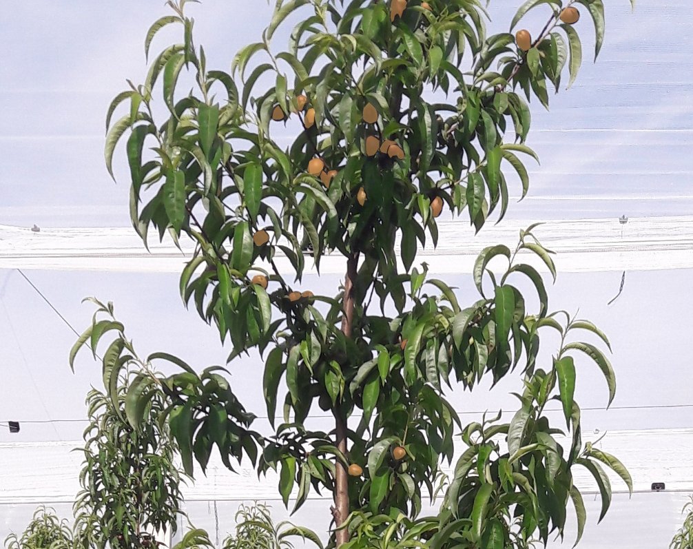 Detecting Peach fruits at very early growth stage (before thinning) using MaskCNNs <a href="/bresilla_/">Trim Bresilla 🦀</a>