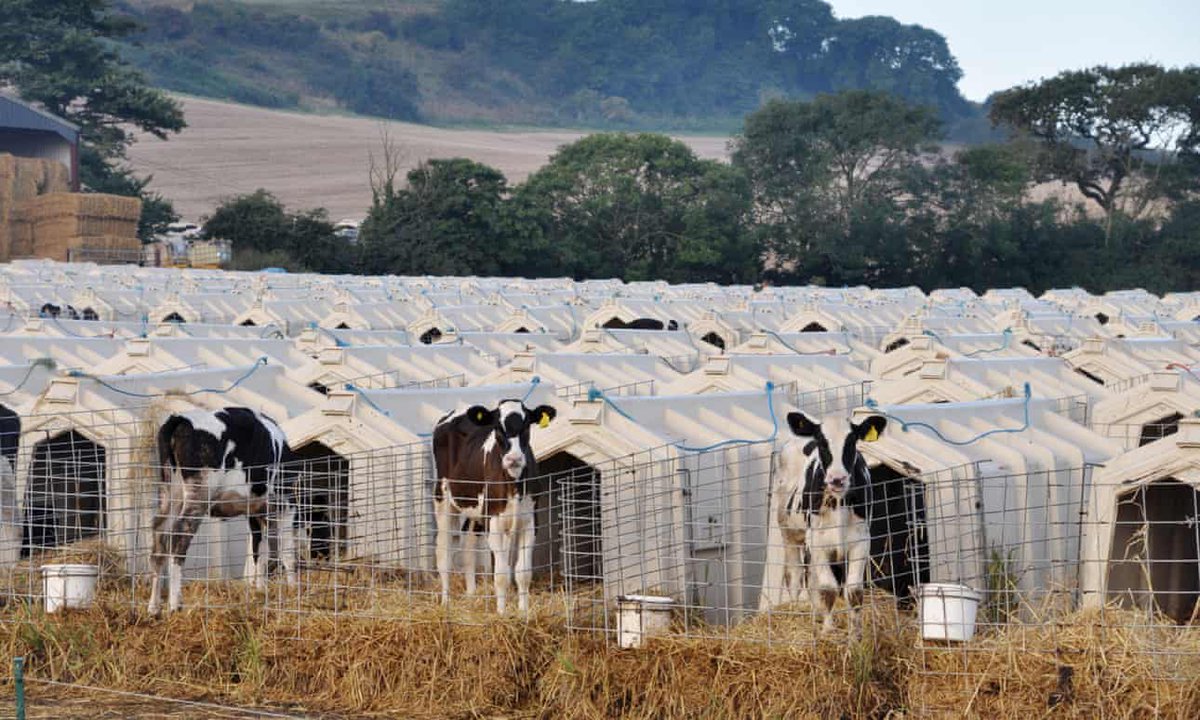 hilltopgina's tweet photo. Female calves are often kept alive so that they can produce milk when they are old enough. They are usually artificially inseminated shortly after their 1st birthdays. After giving birth, humans take their babies away from them, continuing the cycle. https://t.co/fpumm0YKf9