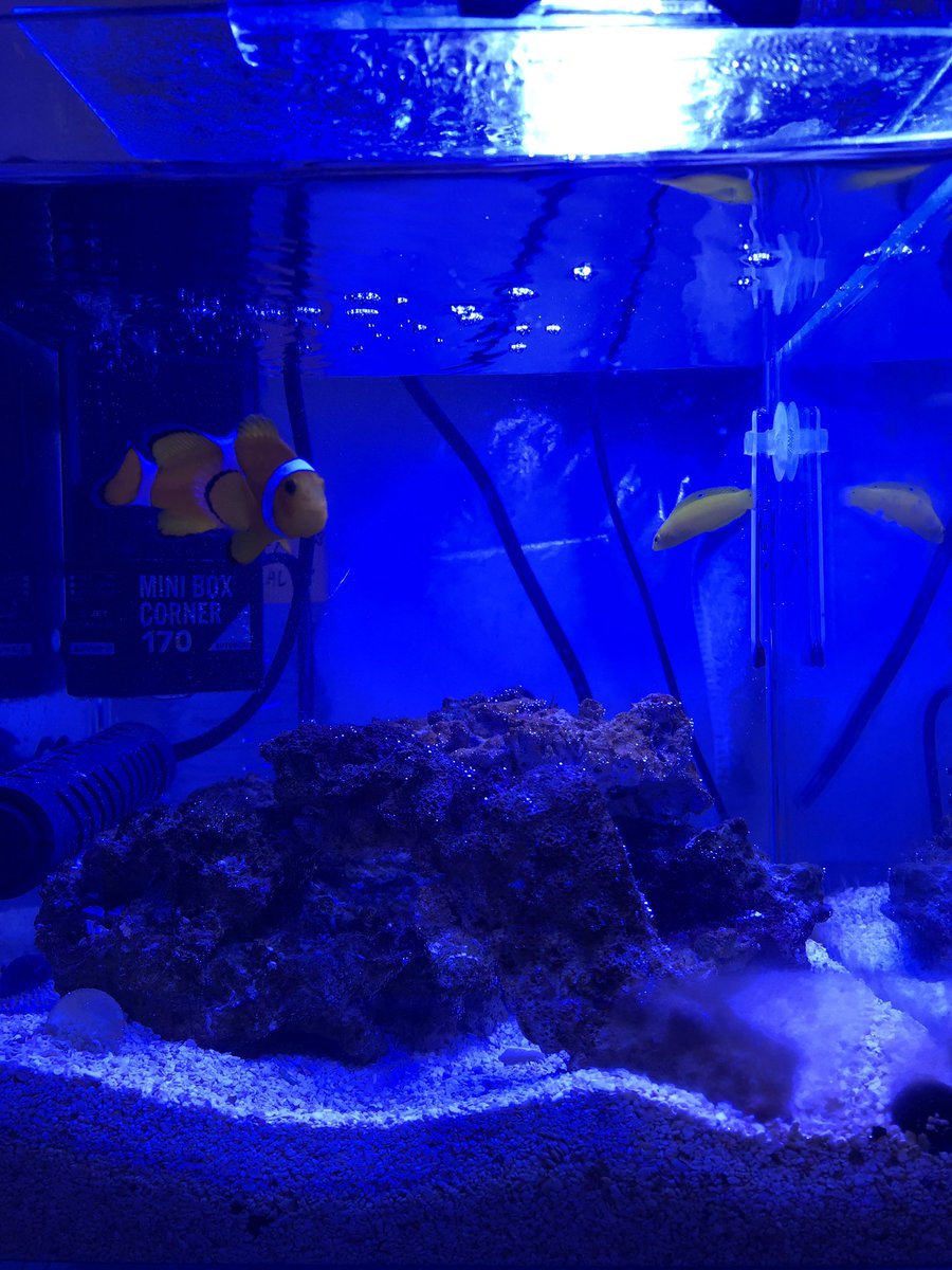 イエローコリス Twitter Search