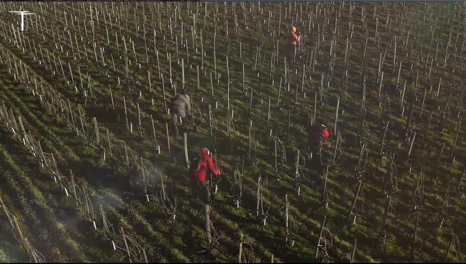 The delicate work of #pruning is entrusted to the skillful hands of our vineyards’ workers team!

#toinos #wine #wortheverydrop #winery #tinos #tinosisland #assyrtiko #mavrotragano #dreamteam #closstegasta #rassonas #derenoncourtconsultants #sommlife #winephotography #winepassion