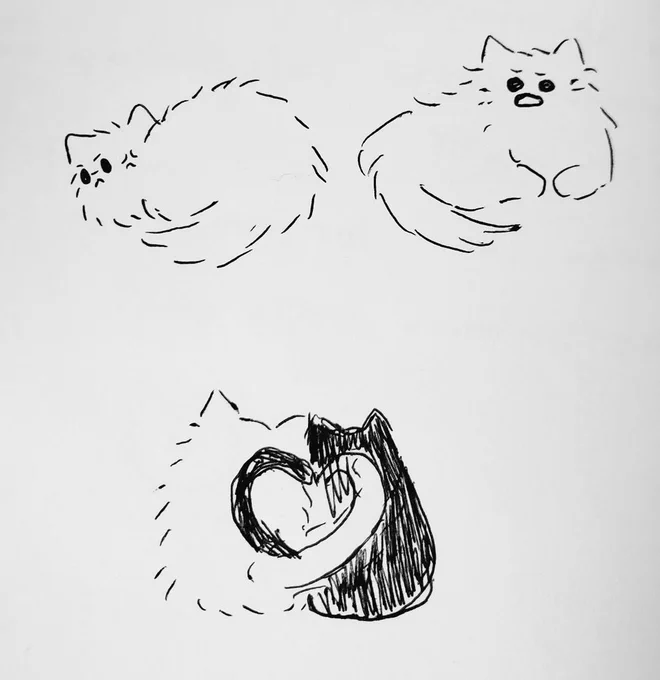 more catjos 