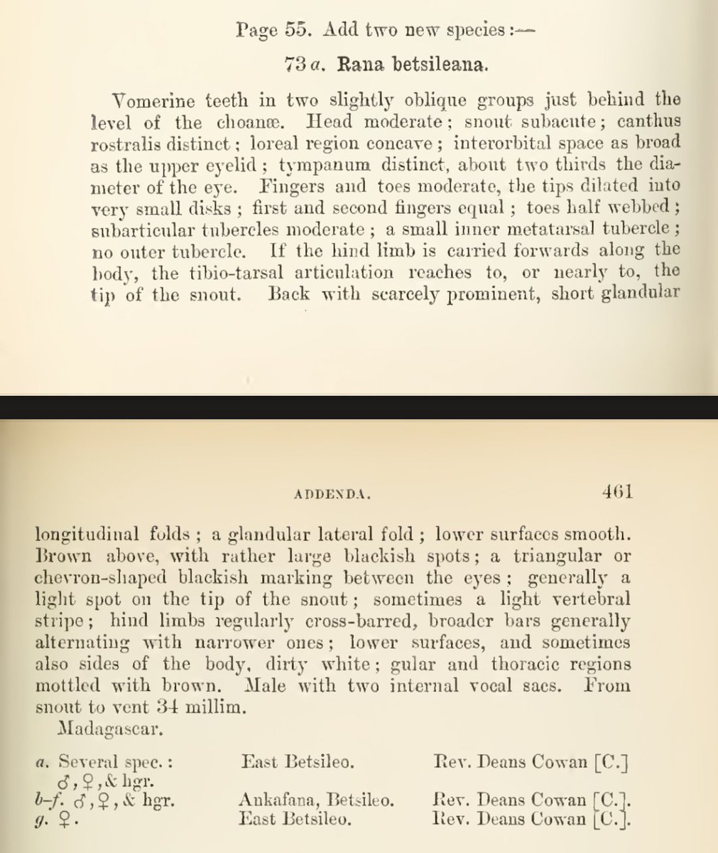 In the Addenda to his catalogue of the Catalogue of the Batrachia Salientia s. Ecaudata in the collection of the British Museum, George Albert Boulenger added a whole BUNCH of new species, and 'Rana betsileana' was the first of them.  https://www.biodiversitylibrary.org/bibliography/8307#/summary #MadagascarFrogs