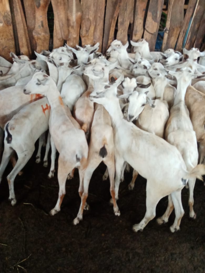 West pokot galla goat breeders association collaboration with County government of West pokot/KCSAP project/AGRIFI cs app project are supporting The farmer's