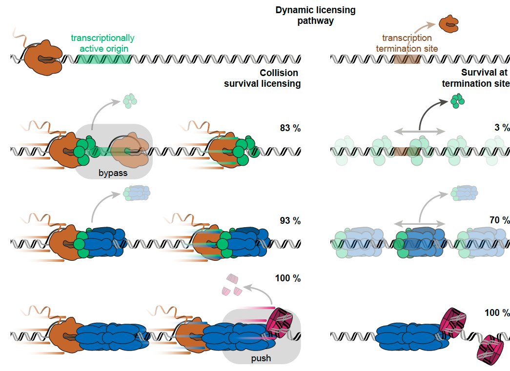 All together, we show that licensing pathway is actually very dynamic - a feature which might provide much needed resistance of replication and transcription machineries to diverse obstacles encountered on chromosomes 
