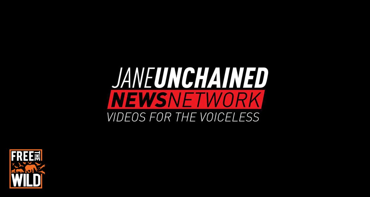 ftwglobal's tweet photo. Join FTW Co-founder, @markcowne & Trustee, @anikasleem in an interview with Dani Rukin from @JVM, discussing the future of the Karachi ๐ & a re-cap on Kaavan: https://t.co/qMN1uxQDYv
FTW โค๏ธ
#ftw #freethewild #janeunchained #karachicampaign #kaavan #donate #fundraising #charity https://t.co/xCObjv22aJ