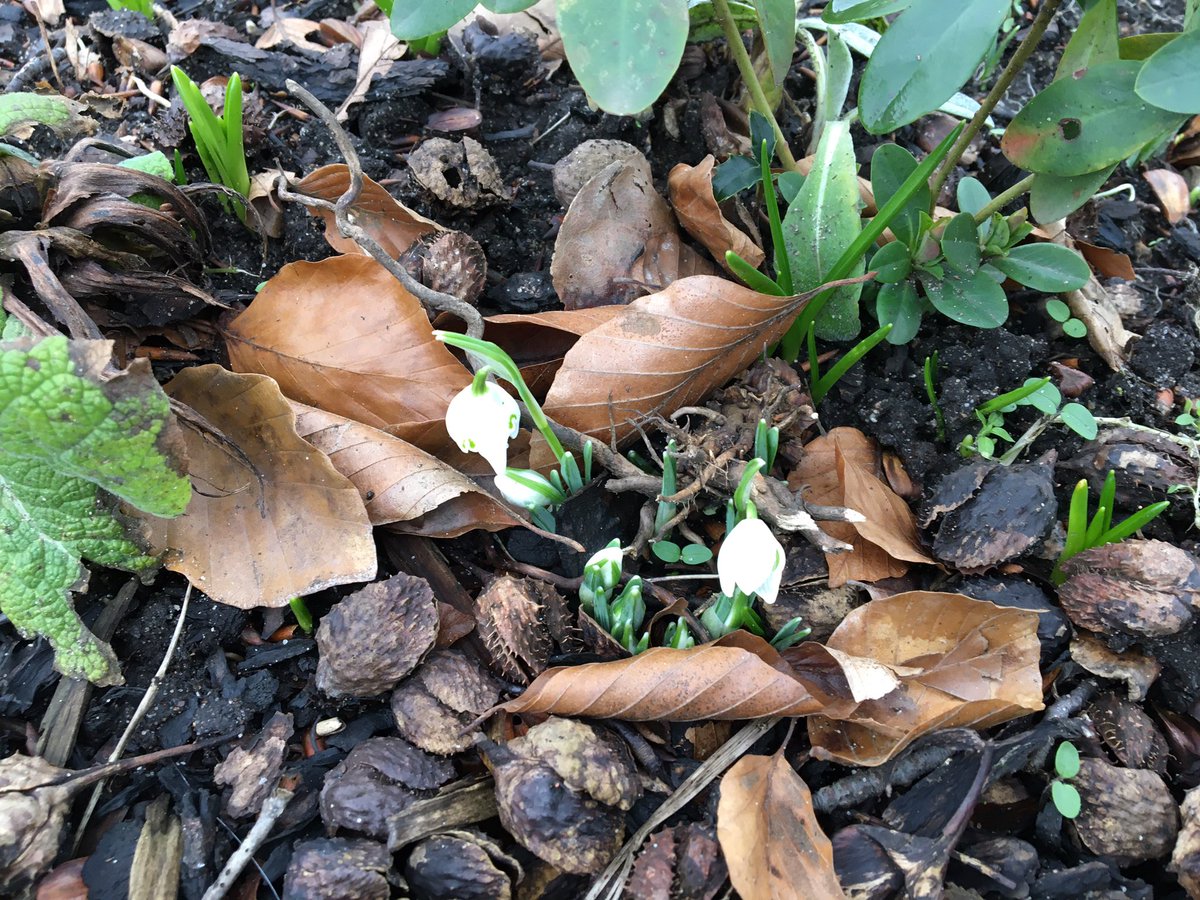 BeccyAustin29's tweet photo. @AlbertPyeRavens @MissLane21970 @SarahCa74592933 so Megan &amp; I spotted these snowdrops on our walk to town (for essentials), then we went for a run (wk 2 couch 2 5K) &amp; finished the afternoon with chocolate cake! Working hard on our mental health 🏃‍♀️💪#childrensmentalhealthweek2021 https://t.co/gdFPNaqzqa