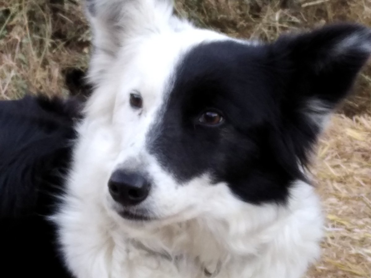 Aquell pastorot n'està ben encaterinat! 
Sé pas què li veu! 
#FuckSinitzi 🤟🤟