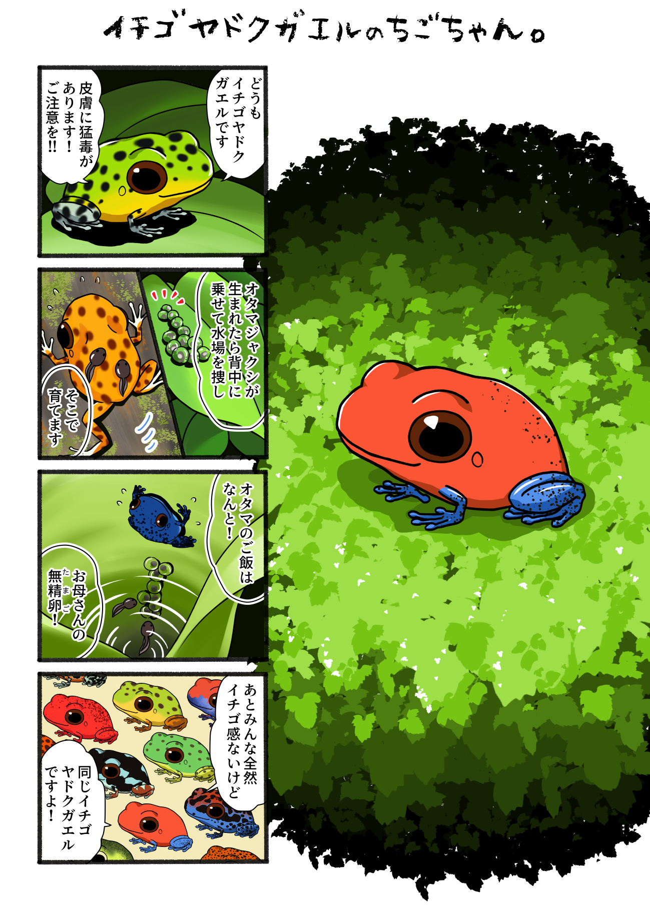 北郷 豊 動物キャラ企画21年2回目更新 2月になってしまいました イチゴヤドクガエルです ヤドクガエルはとてもきれいでかわいらしいです もうどくだけど 動物 イチゴヤドクガエル 動物漫画 イチゴヤドクガエルのちごちゃん ちゃいち