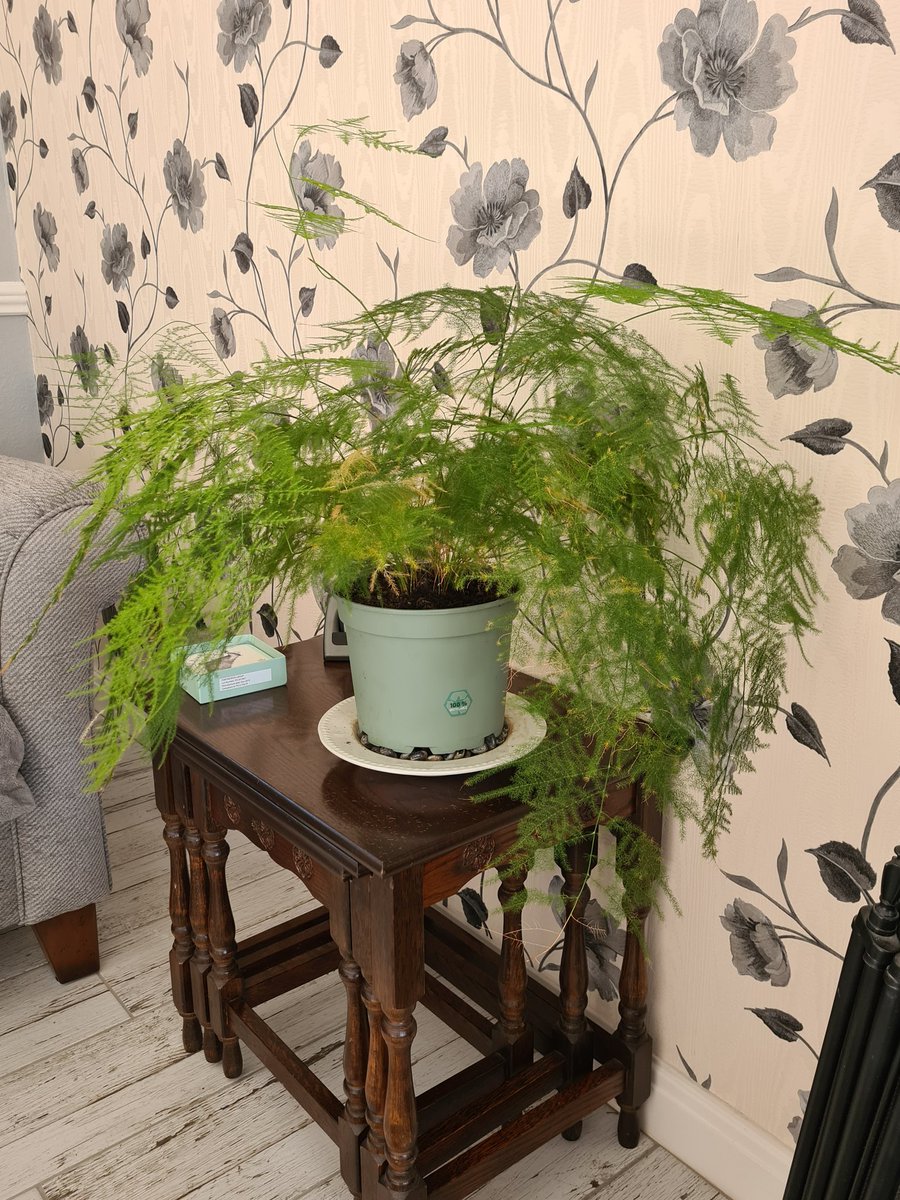 GemBushell84's tweet image. #plantlife #plantmindfulness #gorgeous