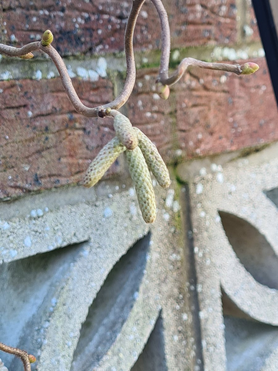 GemBushell84's tweet image. #plantlife #plantmindfulness #gorgeous