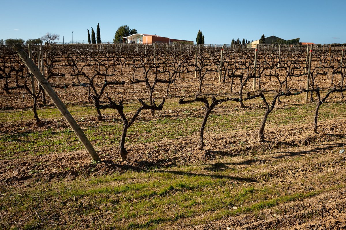 RevistadelVino's tweet photo. Jean Leon y el Centro de Investigación Ecológica y Aplicaciones Forestales colaboran en un estudio de secuestro de carbono en el viñedo. El ensayo permitirá cuantificar la asimilación del CO2 atmosférico en el suelo en función del tipo de cultivo de cobertura. https://t.co/OBRMEp2voV