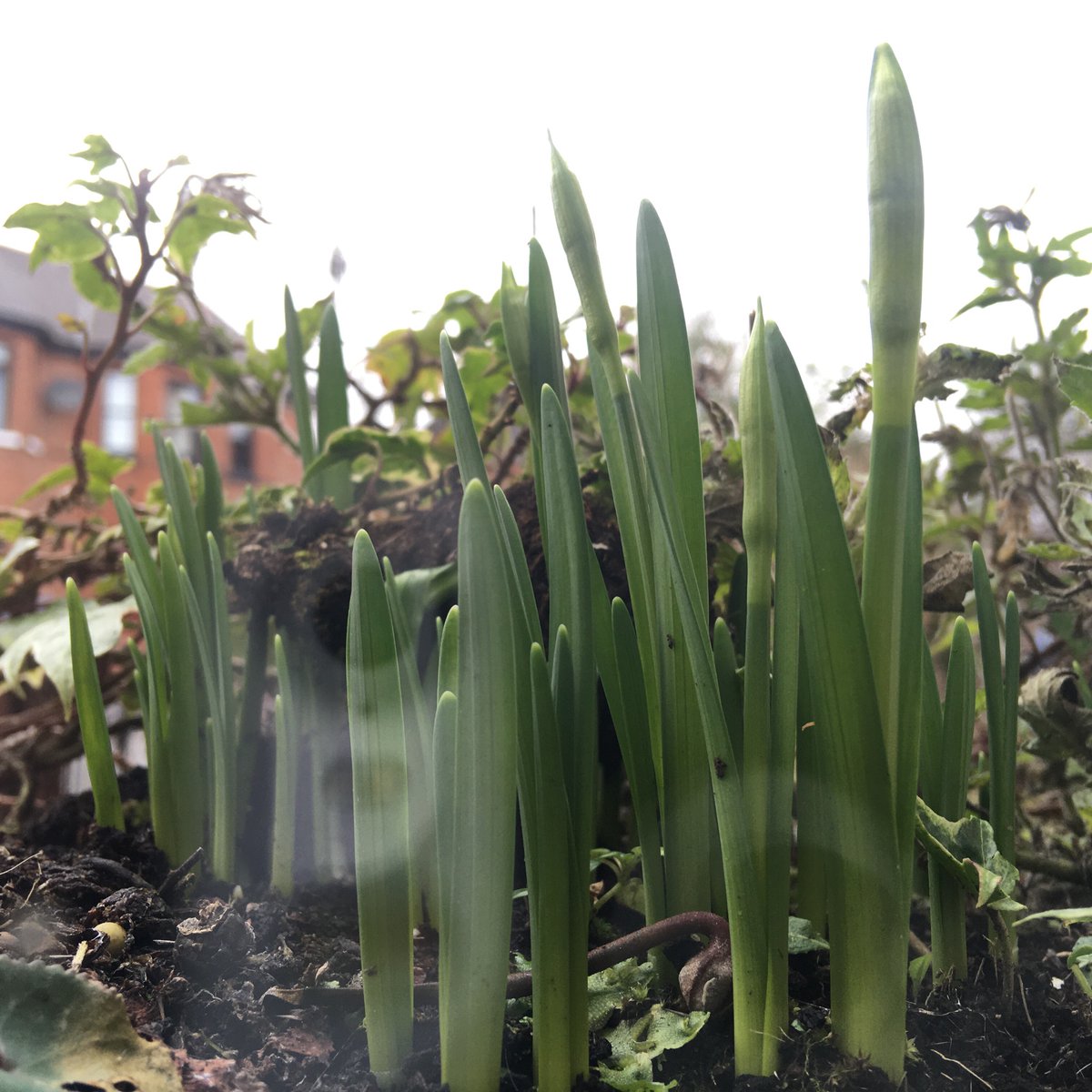 Happy first day of spring, pups 🌱