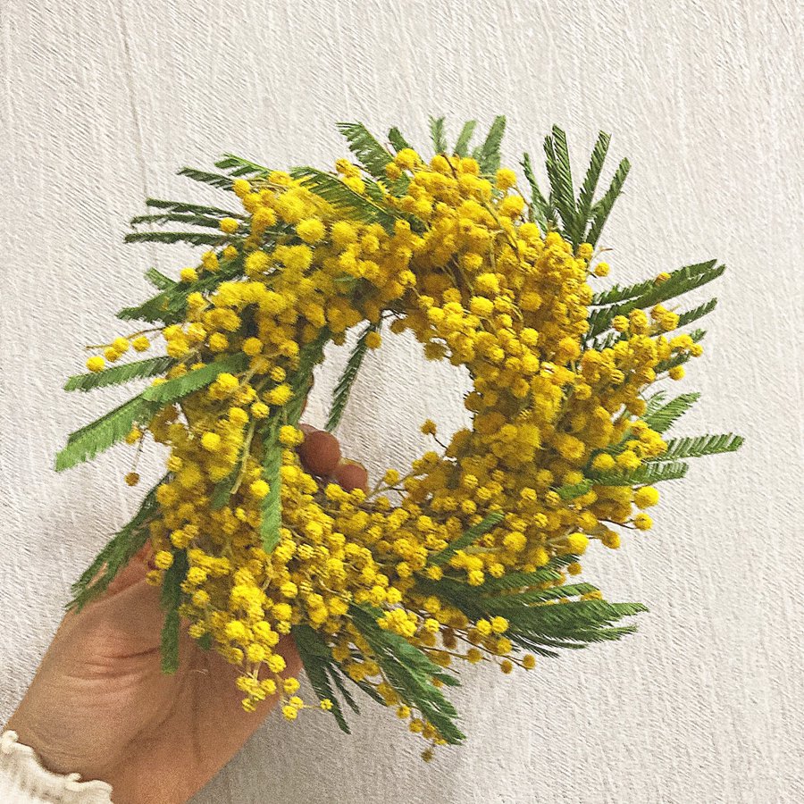 ミモザの切り花 蕾が咲かない 日持ちが悪い すぐに枯れないための水揚げと管理方法 花みっけ