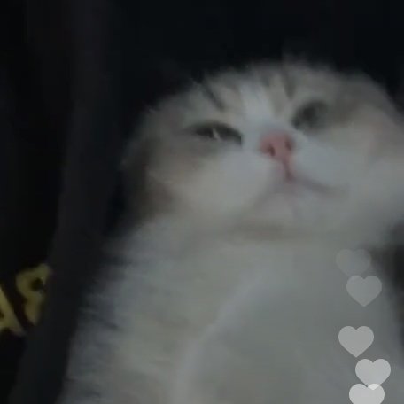 mai_channnnn's tweet photo. #SaveMuffin https://t.co/s5uYjj5c2F