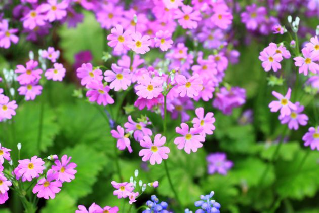 These 10 stunning primulas are sure to add spring cheer to your garden. With such a diversity in the primrose family, there’s a primula suitable for most types of garden. Find the right one for you.         theenglishgarden.co.uk/plants/top-10-…

#gardening #garden