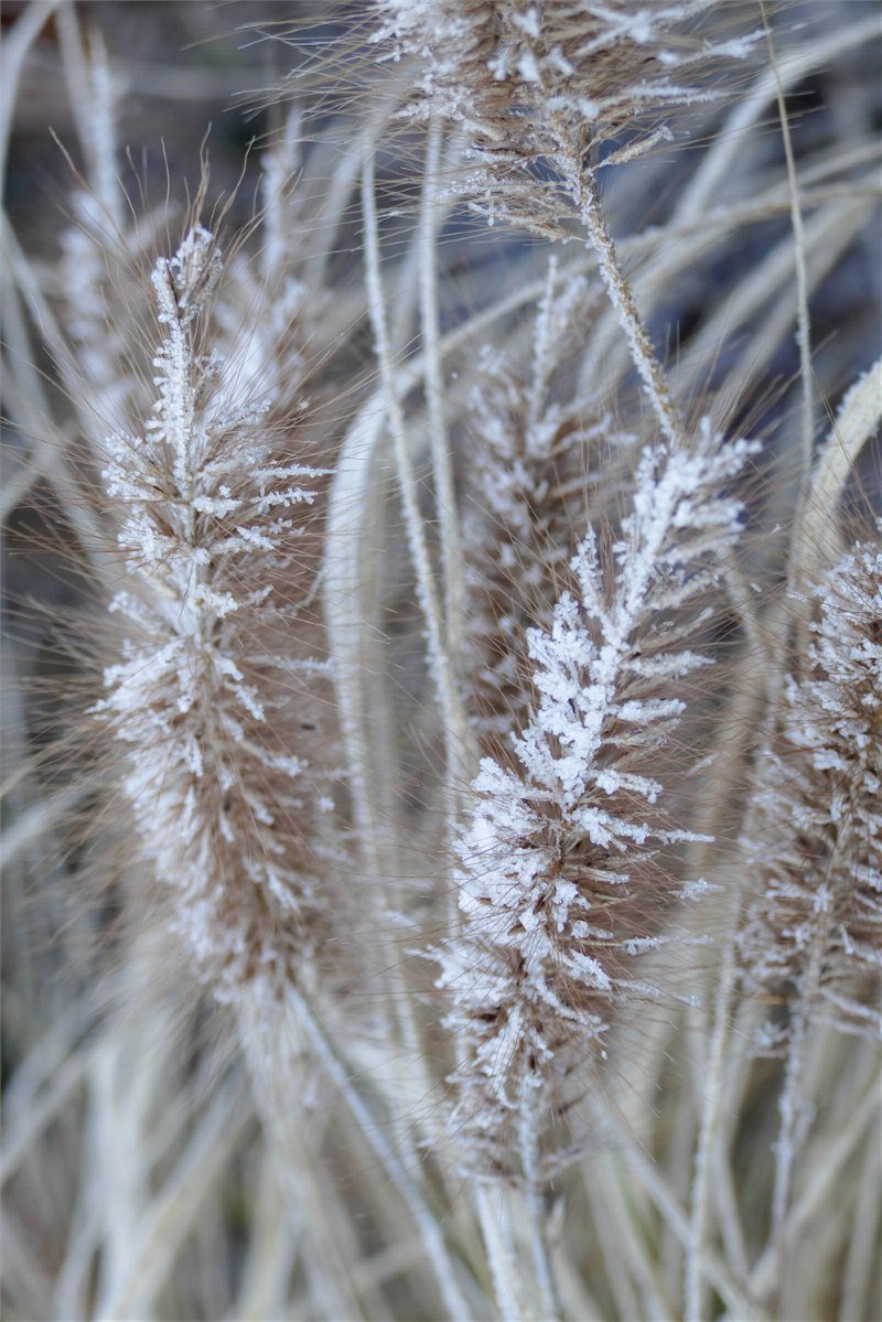In de winter zijn de silhouetten van grassen niet alleen een plaatje, ze geven ook beschutting aan insecten en kleine zoogdieren. im.nu/fdap83